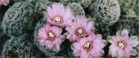 Tablou floare de cactus (120x50 cm)