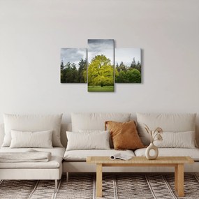 Tablou - Copac verde în câmp (90x60 cm)