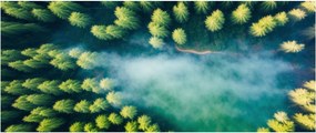 Tablou - O pădure învăluită în ceață (120x50 cm)