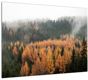 Tablou pe sticlă - Pădure toamna (70x50 cm)
