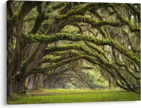 Tablou - Oaks Avenue, Charleston, Carolina de Sud, SUA (70x50 cm)