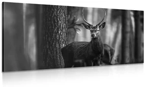 Tablou cerb în pădure în design alb-negru
