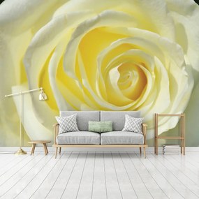Fototapet - Trandafir galben (152,5x104 cm)