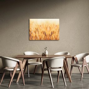 Tablou - câmp cu grâne (70x50 cm)
