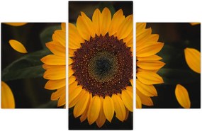 Tablou - Floarea soarelui și petale (90x60 cm)