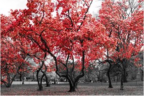 Tablou - Copacii roșii, Central Park, New York (90x60 cm)