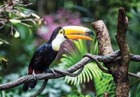 Fototapet - Tucan (254x184 cm)