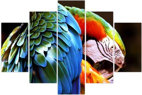Tablou - Papagal (150x105 cm)