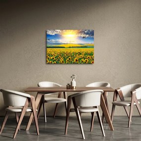 Tablou - Câmp cu floarea soarelui (70x50 cm)