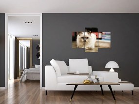 Tablou cu pisica albăr (90x60 cm)
