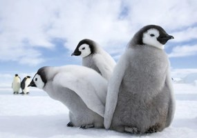 Fototapet - Pinguini (254x184 cm)