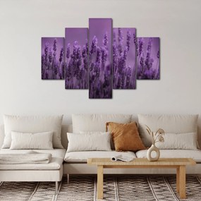 Tablou - Lavanda (150x105 cm)