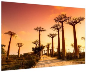 Tablou - Apus de soare pe Aleea Baobabilor (90x60 cm)