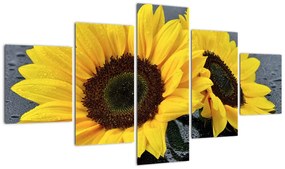 Tablou - floarea-soarelui (125x70cm)