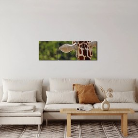 Tablou cu girafă din spate (cu ceas) (90x30 cm)