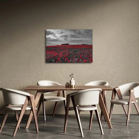 Tablou cu maci (70x50 cm)