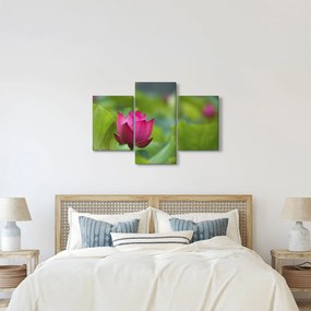 Tablou - floare de apă (90x60 cm)