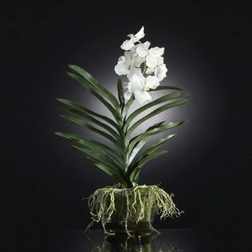 Aranjament floral elegant NEW PLANT VANDA 1141133.95
