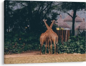 Tablou cu două girafe (70x50 cm)