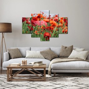 Tablou din câmp cu maci (150x105 cm)