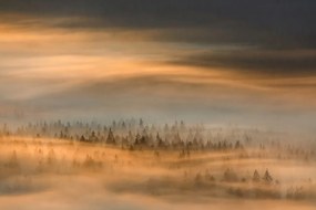 Fototapet, Golden Fir Forest, Rebel Walls