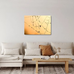 Tablou pe sticlă cu pânză de pâianjen cu rouă (70x50 cm)