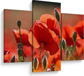 Tablou cu flori de maci (90x60 cm)