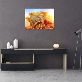 Tablou pe sticlă - Animale africane (70x50 cm)