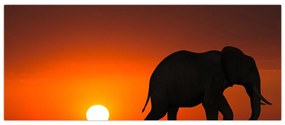 Tablou cu elefant în apus de soare (120x50 cm)