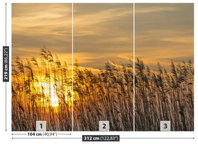 Fototapet Reed Sun