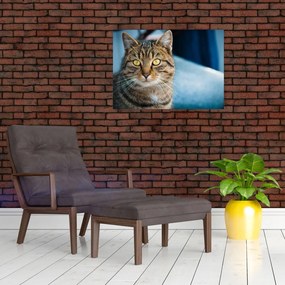 Tablou pe sticlă - Pisica domestică (70x50 cm)