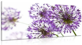 Tablou flori violete flori de usturoi