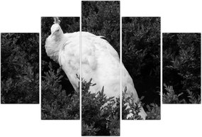 Tablou - Păun,alb-negru (150x105 cm)