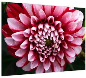 Tablou cu dalie roz (70x50 cm)