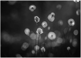 Tablou pe sticlă - Iarba de bumbac în pajiște (70x50 cm)