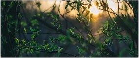 Tablou - Soarele strălucind printre crengile copacilor (120x50 cm)