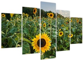 Tablou - Câmpul de floarea-soarelui II. (150x105 cm)