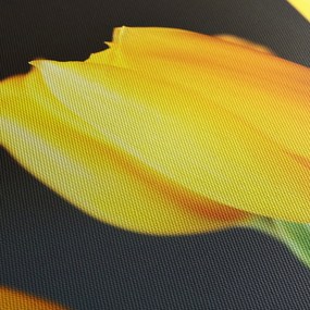 Tablou cu lalele (70x50 cm)