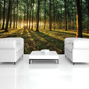 Fototapet - Pădure (152,5x104 cm), în 8 de alte dimensiuni noi