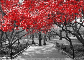 Tablou pe sticlă - Copaci roșii, Central Park, New York (70x50 cm)