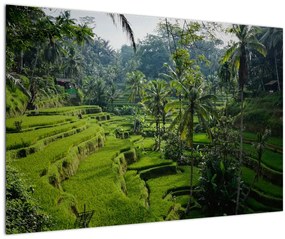 Tablou cu terasele cu orez Tegalalang, Bali (90x60 cm)