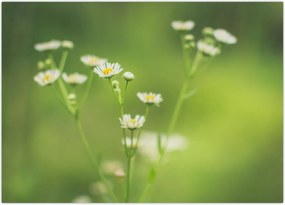 Tablou - Margarete (70x50 cm)