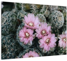 Tablou floare de cactus (70x50 cm), în 40 de alte dimensiuni noi