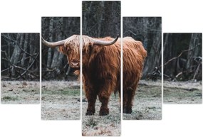 Tablou - Vacă scoțiană 2 (150x105 cm)