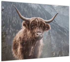 Tablou - Vaca Highlander (70x50 cm)