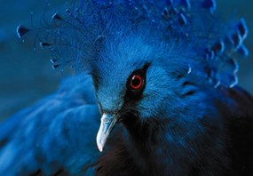 Fototapet - Porumbel încoronat (147x102 cm)