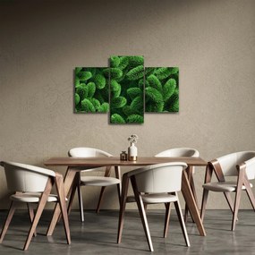 Tablou - Ramuri de conifere (90x60 cm)