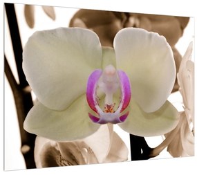 Tabllou cu orhidee (70x50 cm), în 40 de alte dimensiuni noi