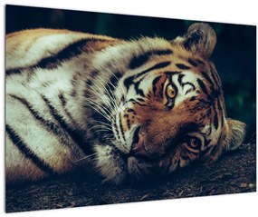 Tablou - Tigrul Siberian (90x60 cm)