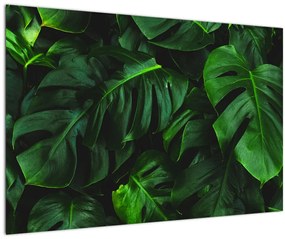 Tablou cu frunze Monstery (90x60 cm)